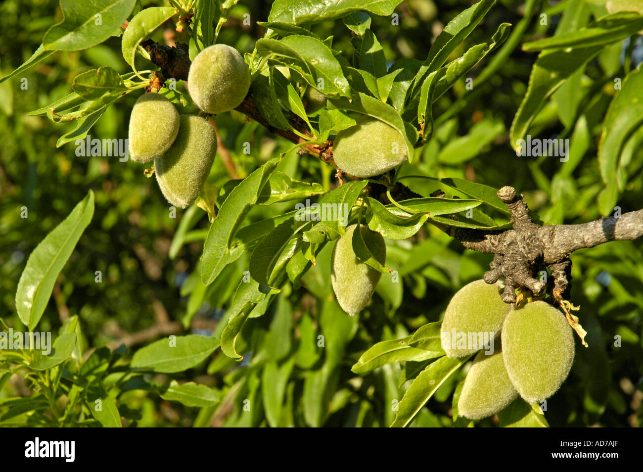 Green almonds, fruit on an almond tree, Costa Blanca, Spain Stock ...