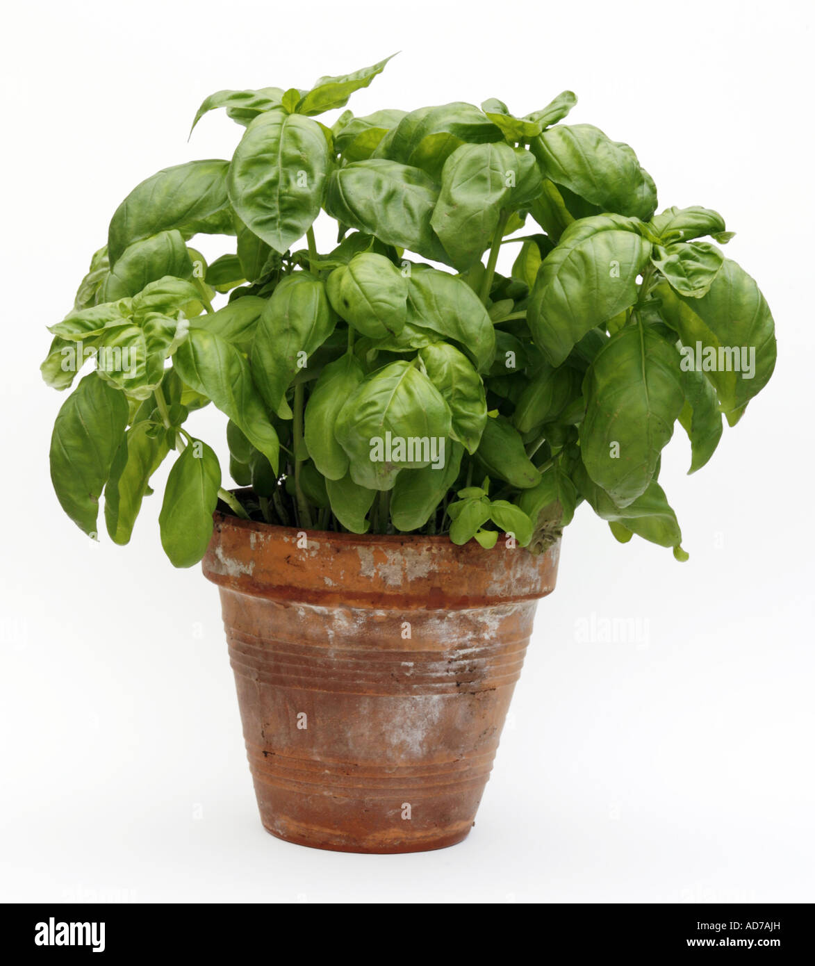 Pot Basil Ocimum basilicum Stock Photo