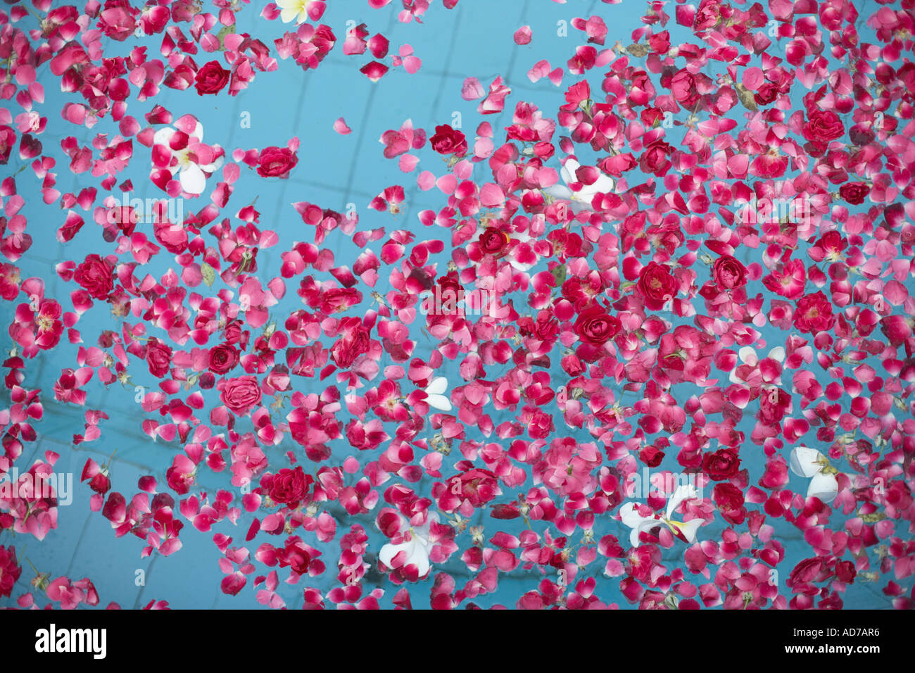 High angle view of rose petals floating on water Stock Photo - Alamy