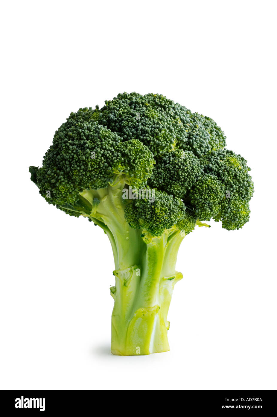 Broccoli Stock Photo