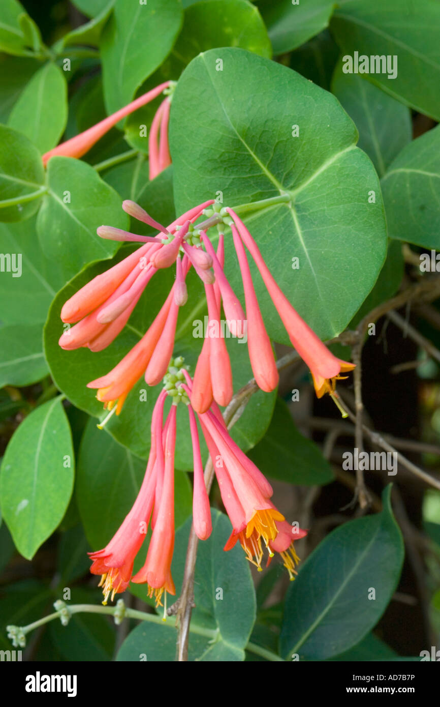 Lonicera sempervirens trumpet honeysuckle hires stock photography and