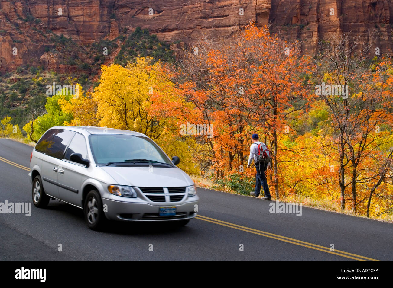Car Minivan passing Hiker along side of road next to trees in fall Zion Canyon Zion National Park Utah Stock Photo