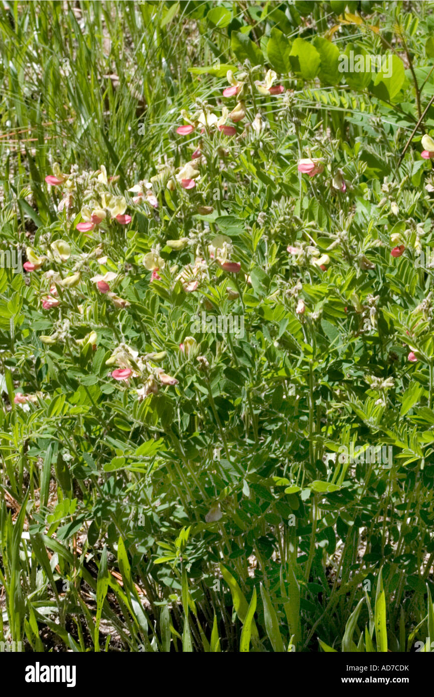 Virginia Tephrosia Tephrosia virginiana Chapel Hill North Carolina United States 15 May Fabaceae Stock Photo