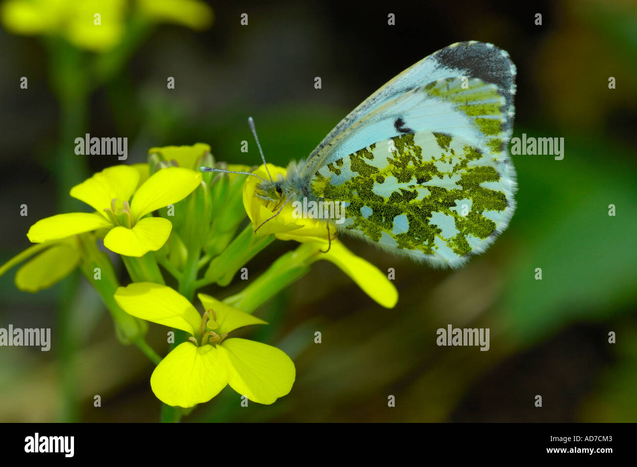 Orange Tip Anthocharis cardamines Stock Photo