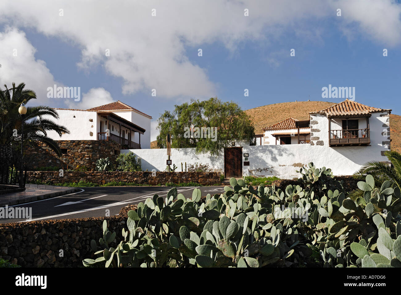 Cactus fuerteventura hi-res stock photography and images - Alamy