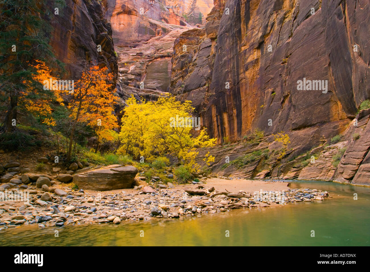 Fall colors on trees in the Virgin River Narrows Zion National Park Utah Stock Photo