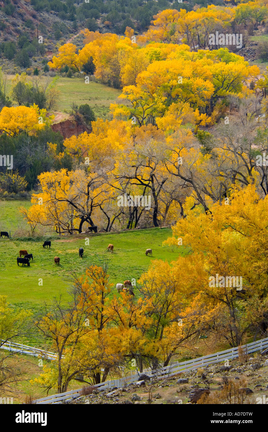 Cattle in pasture and Cottonwood trees in fall on ranch near Zion ...