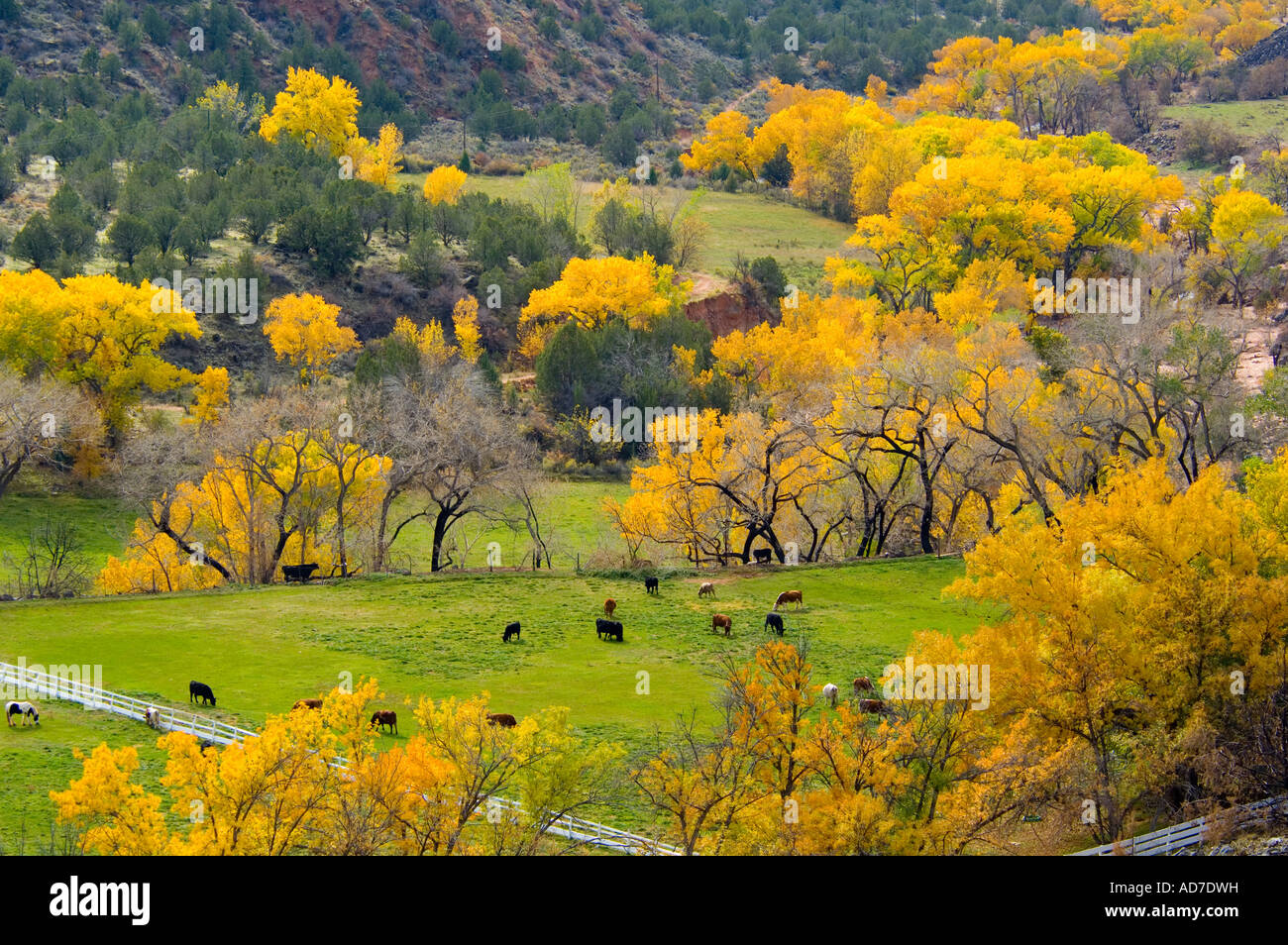 Cattle in pasture and Cottonwood trees in fall on ranch near Zion ...