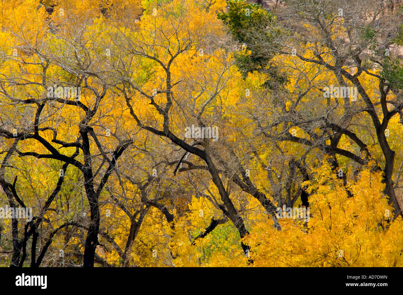 Cottonwood trees in fall near Zion National Park Utah Stock Photo Alamy