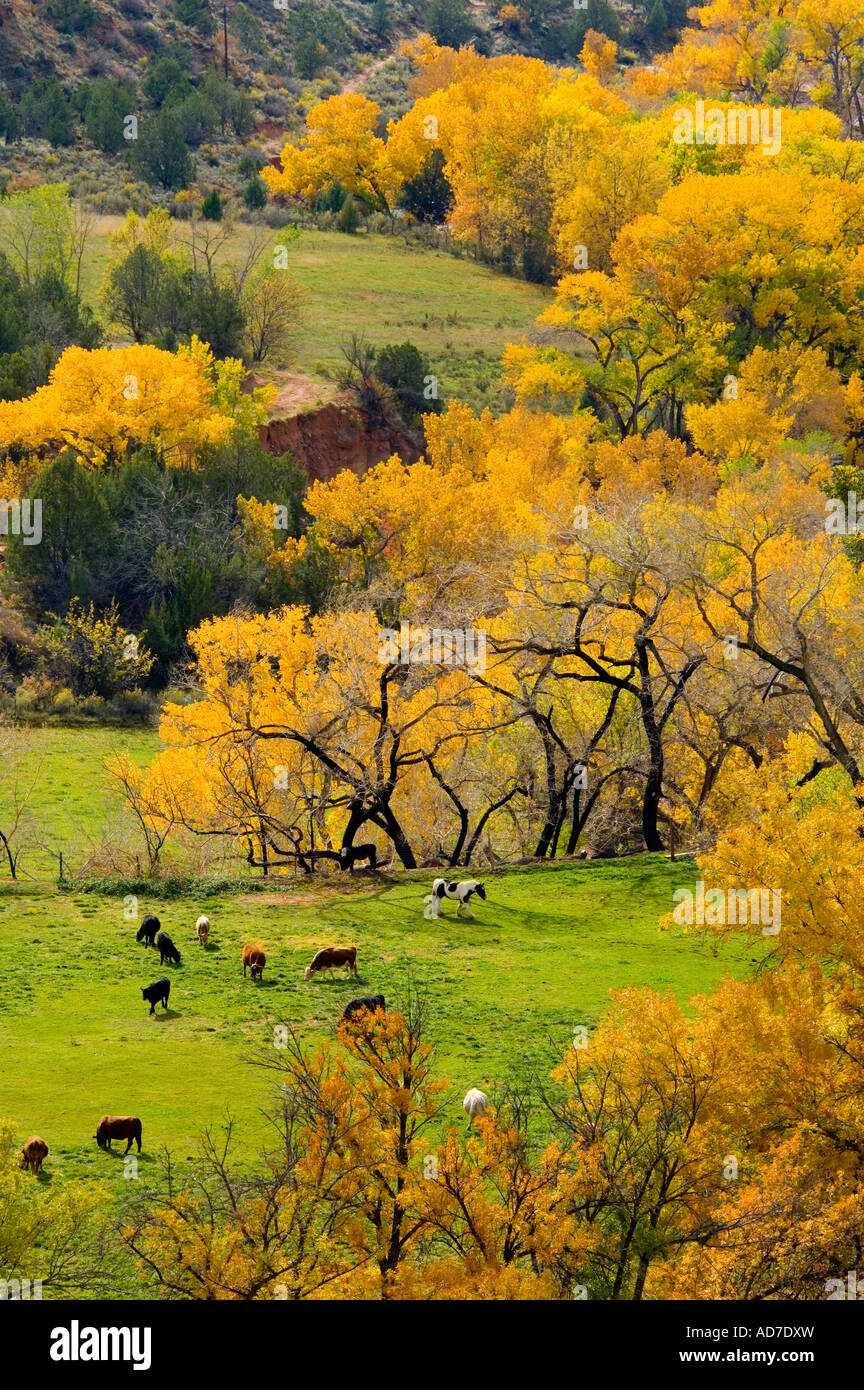 Cattle and trees hi-res stock photography and images - Alamy