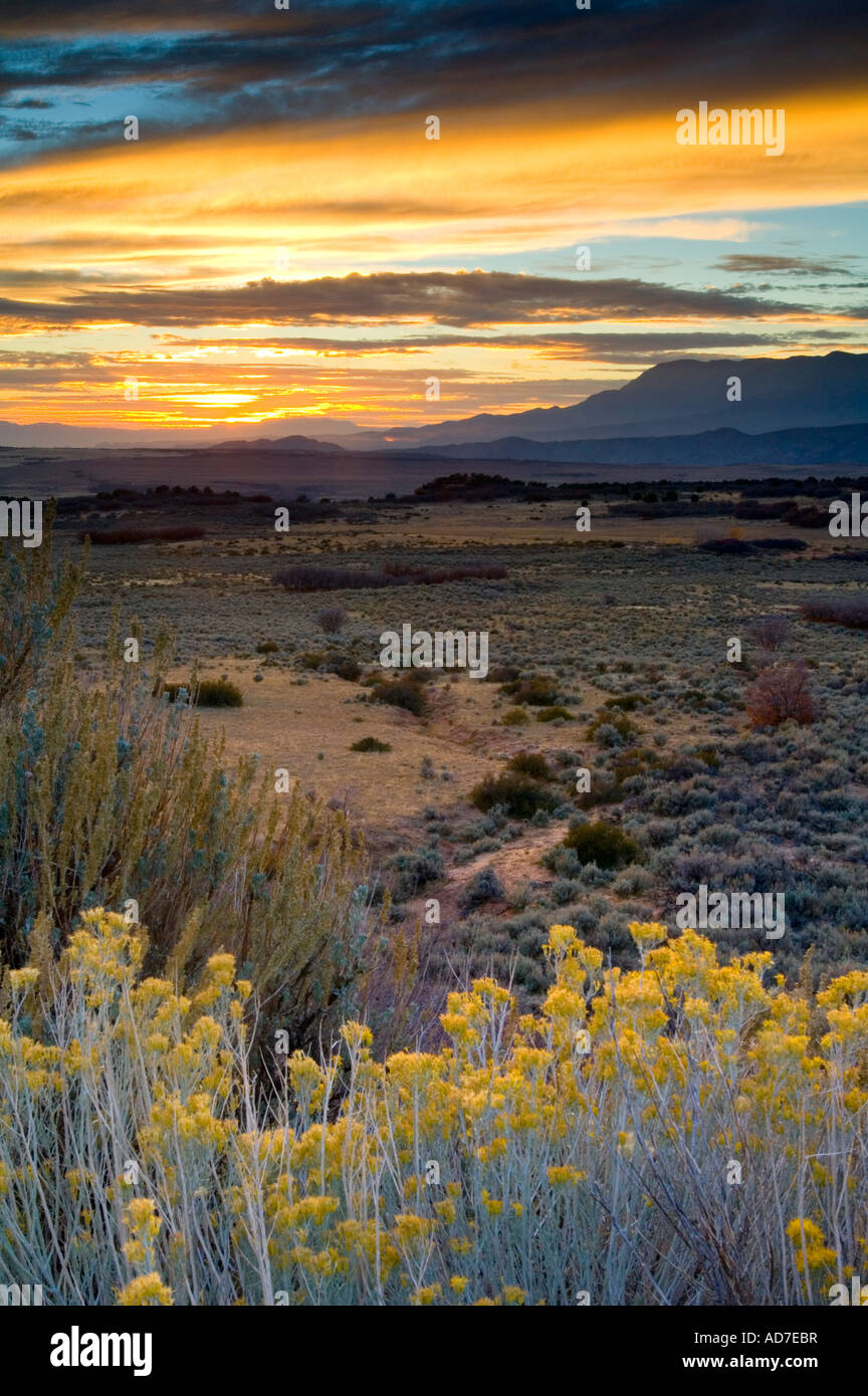 Sunset light over Rabbitbrush on the high desert plateau along the Kolob Terrace near Zion National Park Utah Stock Photo