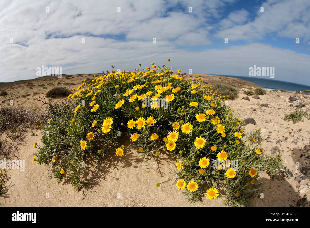 Fragrant oxeye Nauplius graveolens Asteriscus graveolens Fuerteventura ...