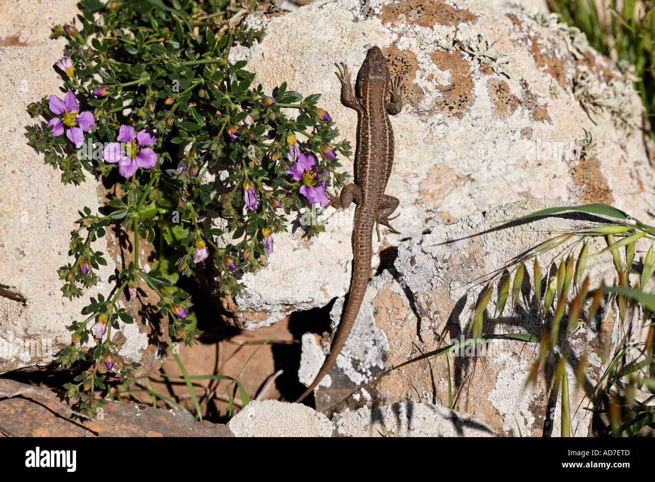 lizard and Fagonia cretica Fuerteventura Canary Islands Stock Photo