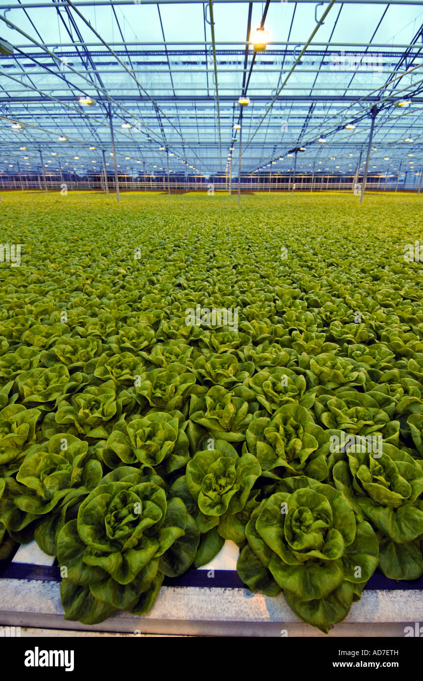 Lettuces growing in a greenhouse hires stock photography and images