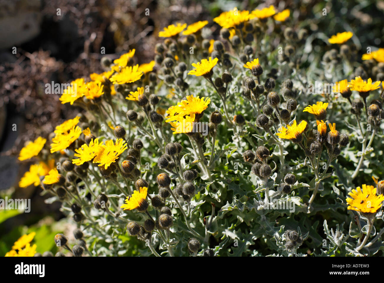 Andryala glandulosa Fuerteventura Canary Islands Stock Photo