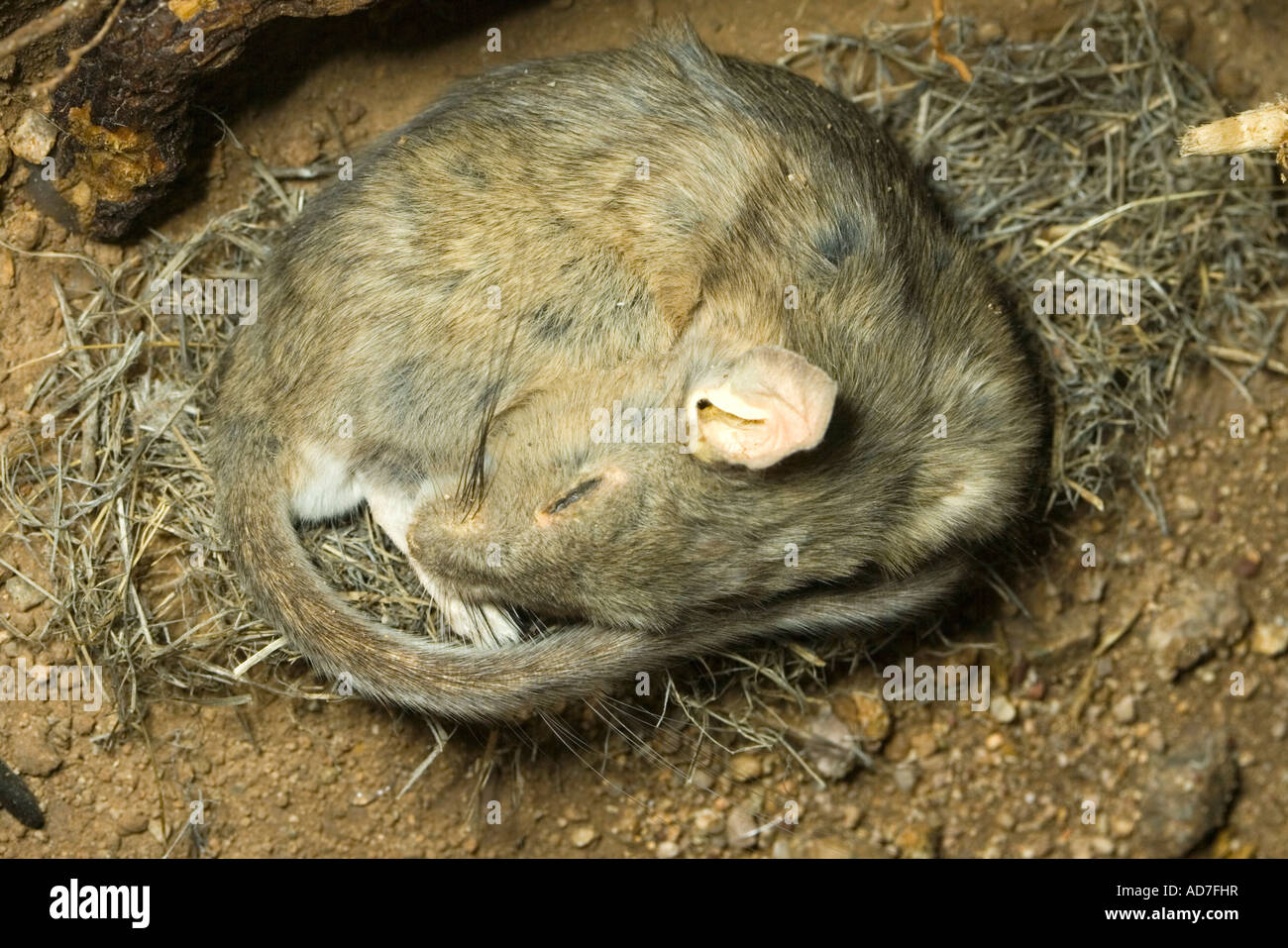 White throated Woodrat Neotoma albigula Arizona Sonora Desert Museum ...