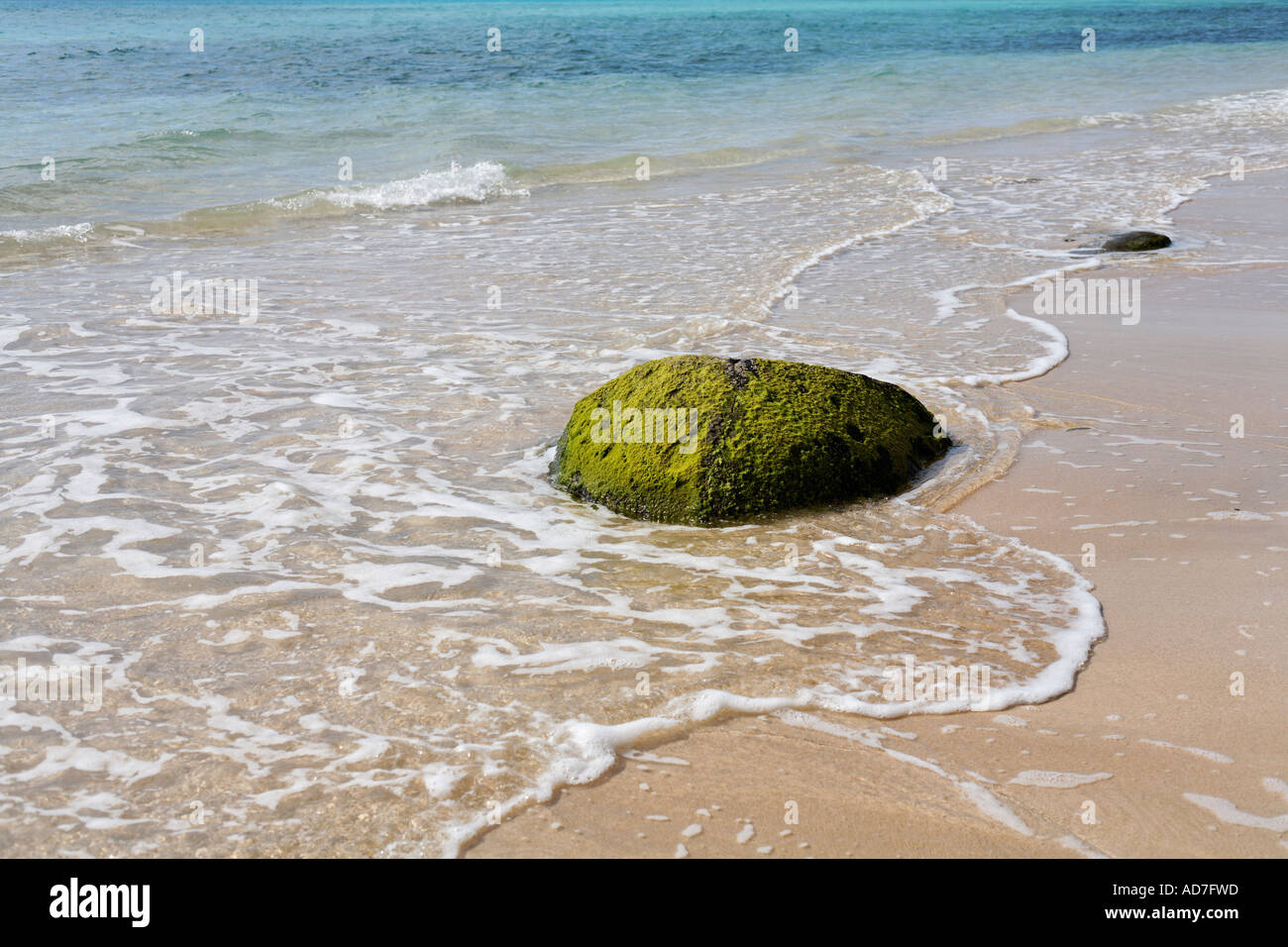 Algae on rock hi-res stock photography and images - Alamy