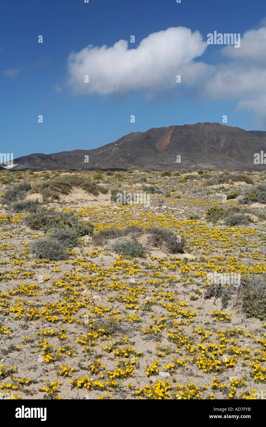 blooming restharrow Ononis hebecarpa Jandia Fuerteventura Canary Islands Stock Photo