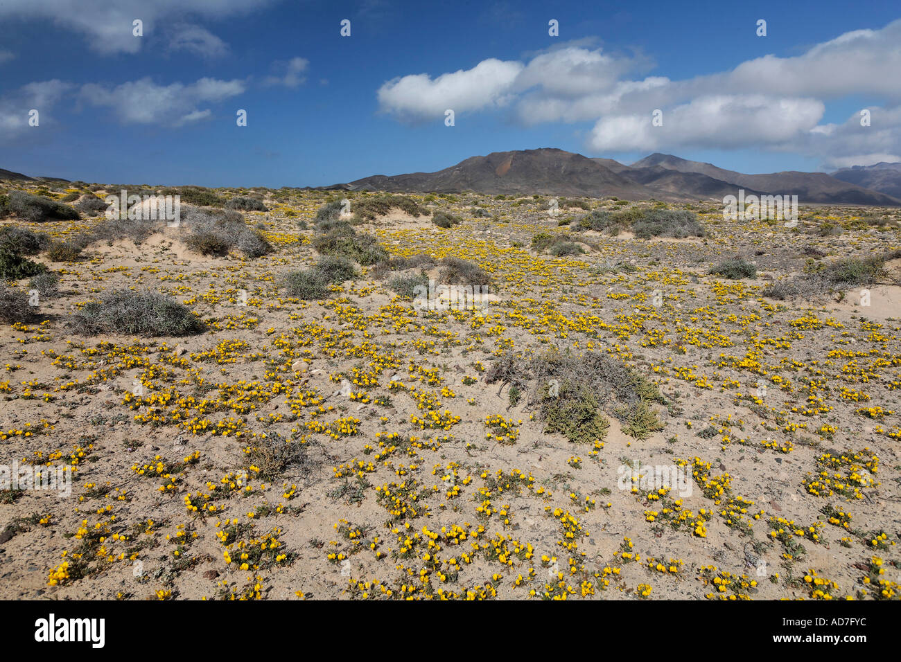 blooming restharrow Ononis hebecarpa Jandia Fuerteventura Canary Islands Stock Photo