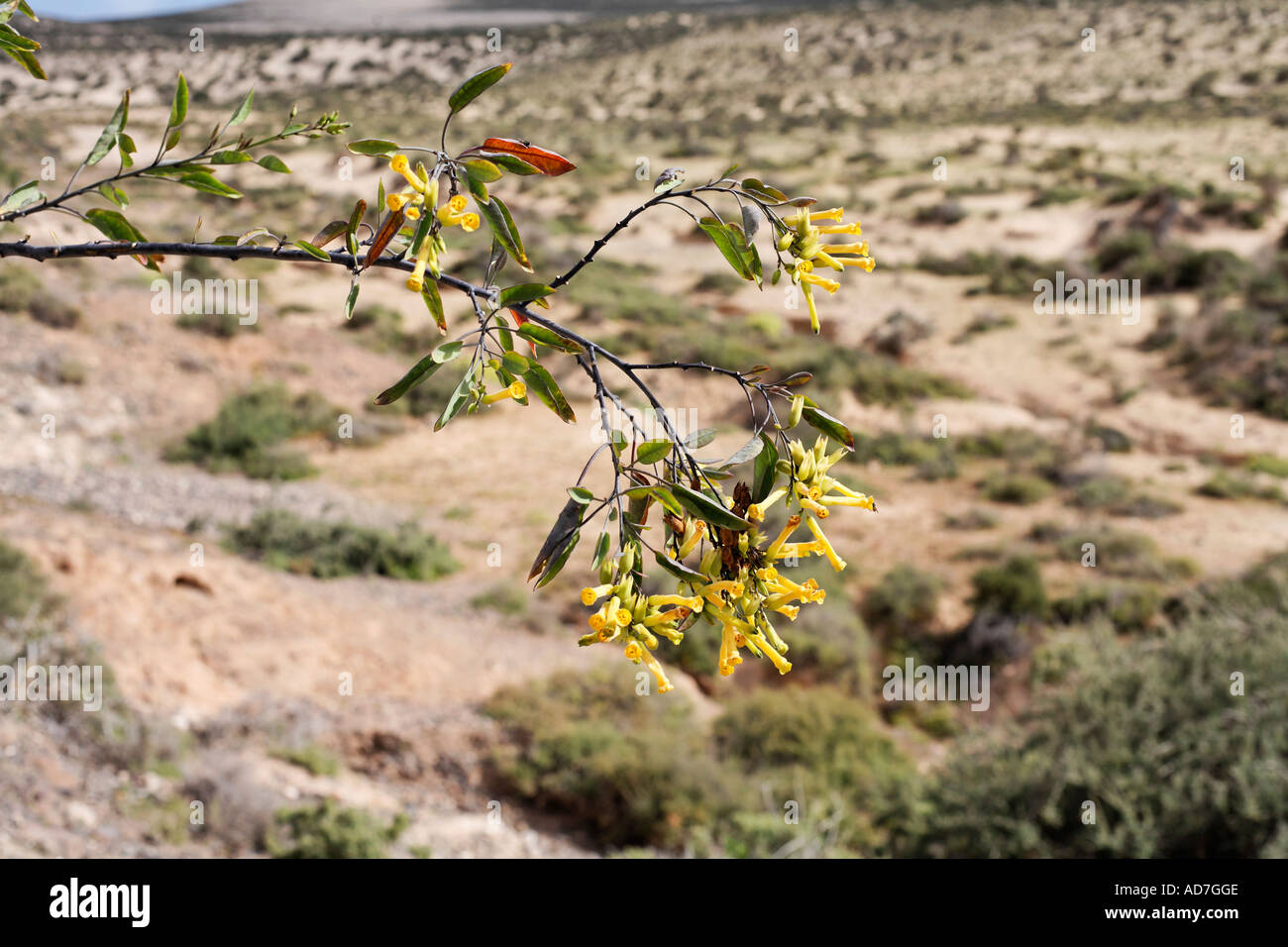 sahara desert tobacco tree Nicotiana glauca hi-res stock photography and images