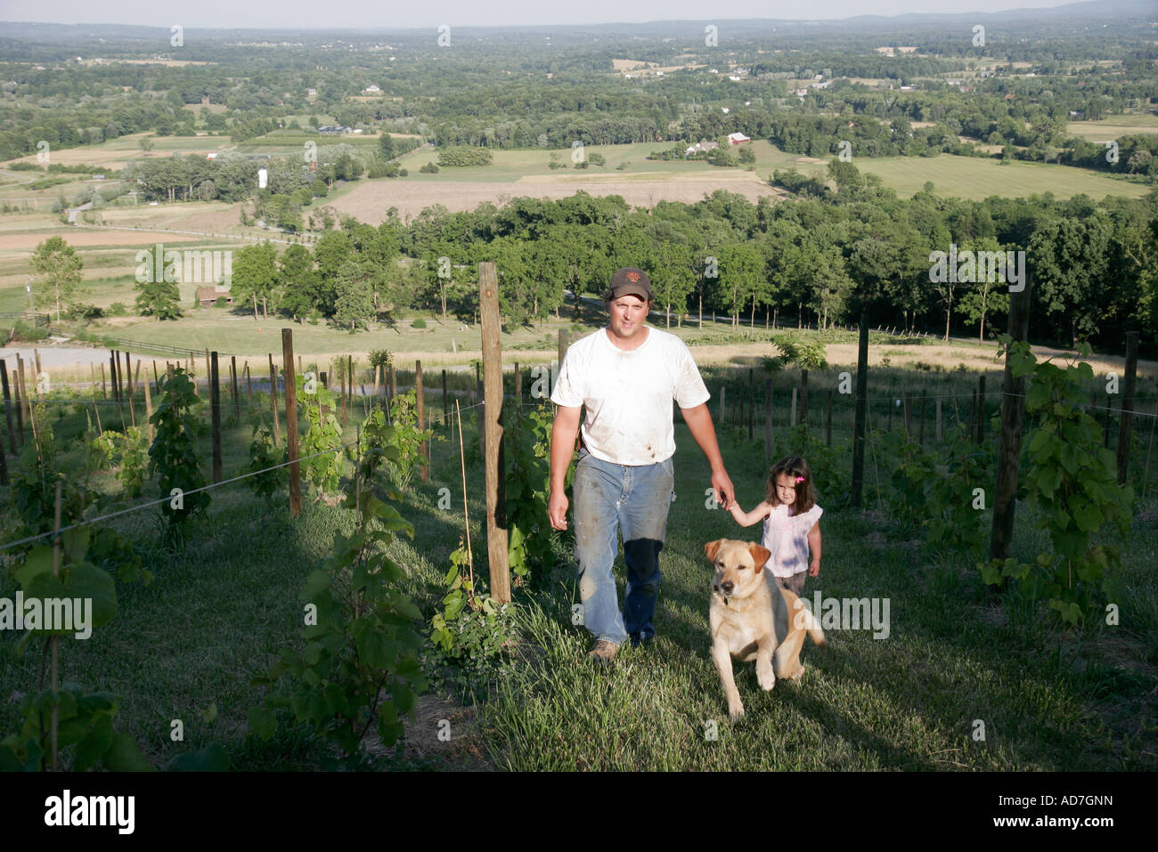 Virginia Loudoun County,Bluemont,Bluemont Vineyards,vineyard,wine,vineyard worker,workers,girl girls,youngster youngsters youth youths female kid kids Stock Photo