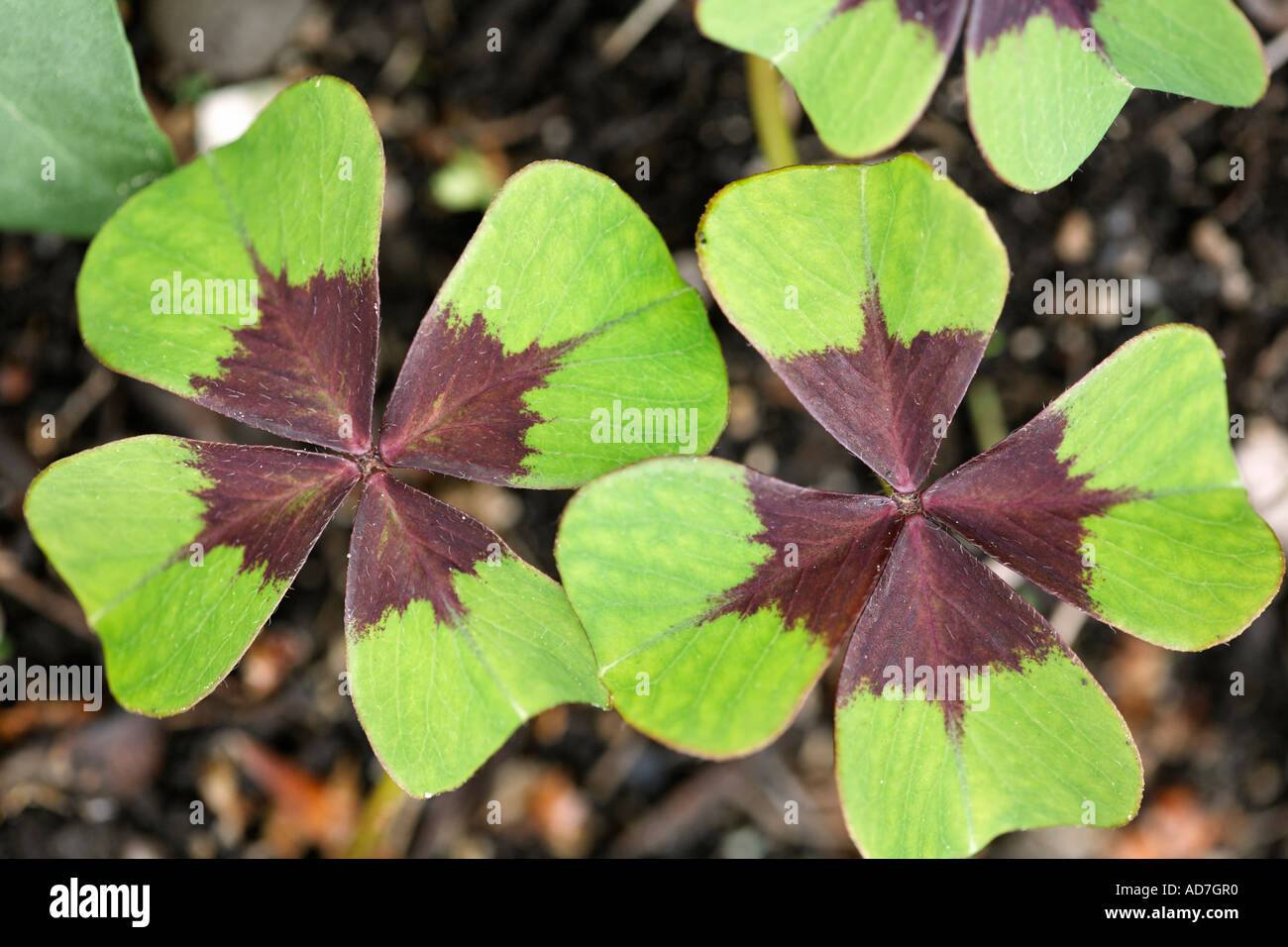 four leaf clover Oxalis deppei Germany Stock Photo