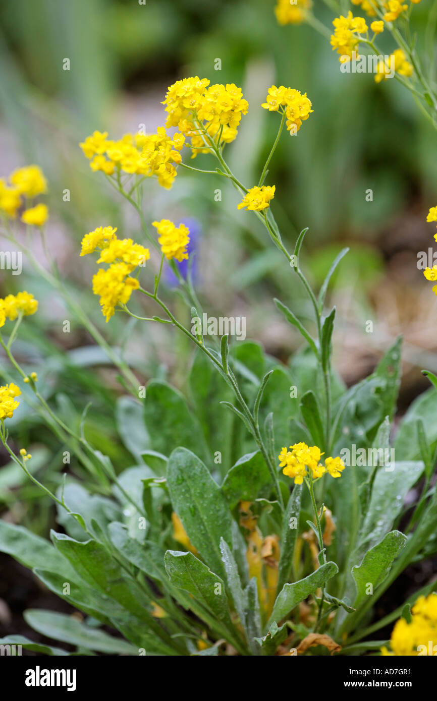 Basket of Gold Basket of Gold Alyssum saxatile Stock Photo Alamy