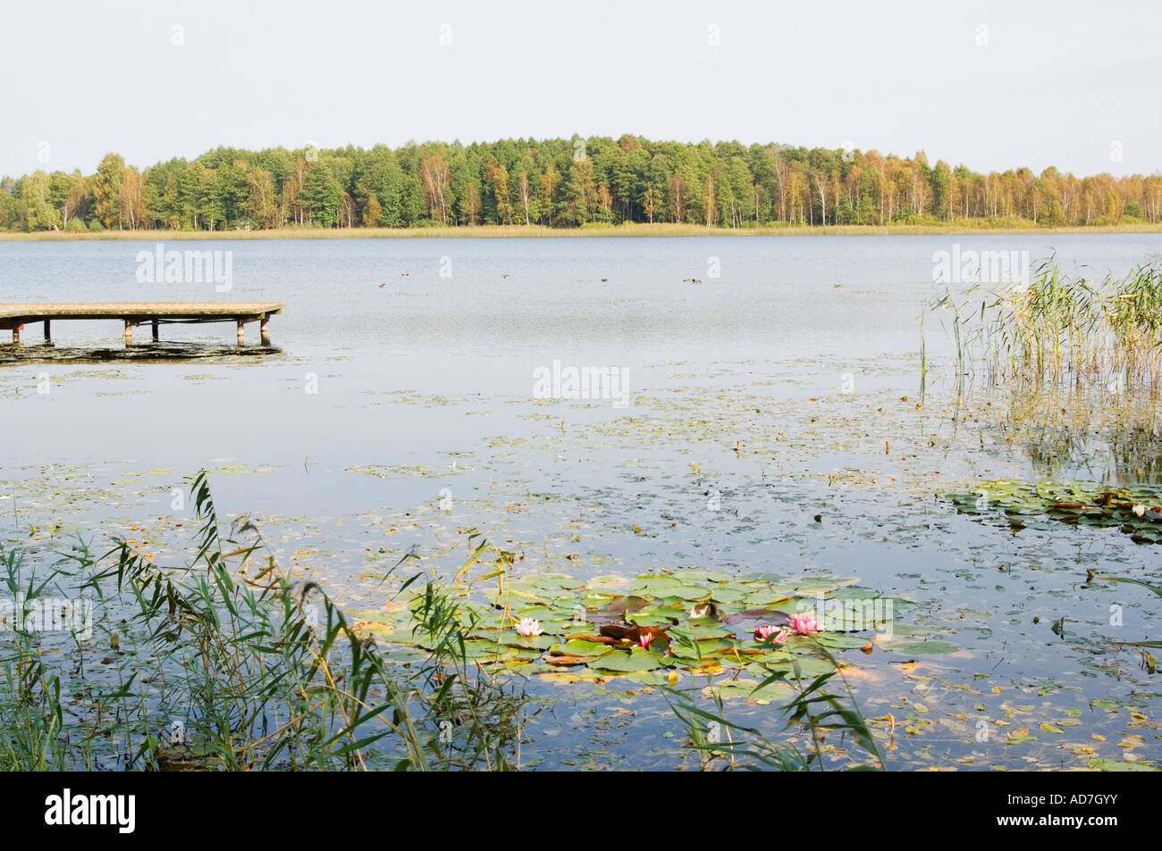 Lithuania Baltic State Gruto Parkas near Druskininkai Scenic Lake at Gruto Parkas Stock Photo