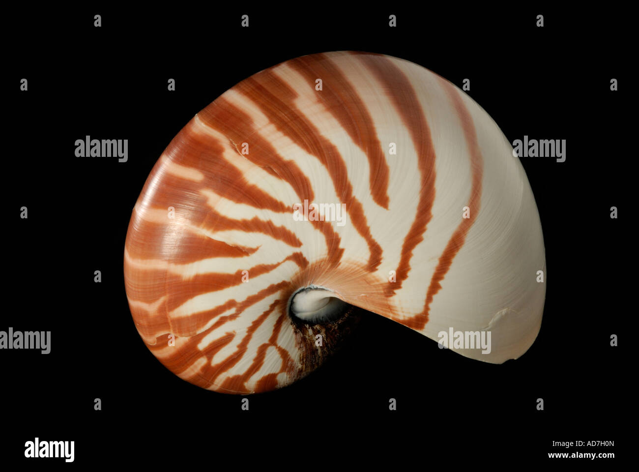 Chambered nautilus, Nautilus sp, shell against black background Stock ...