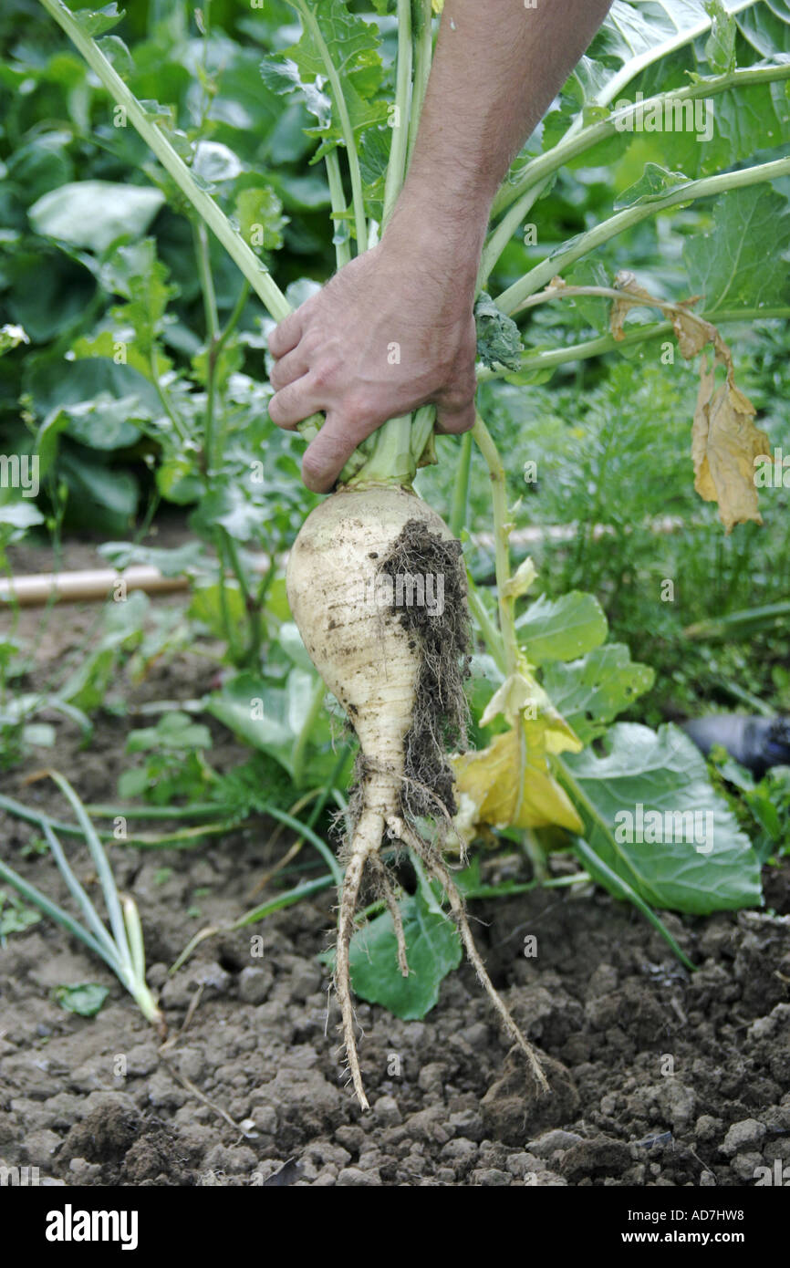 Harvest of a beet hand is holding a beet Stock Photo