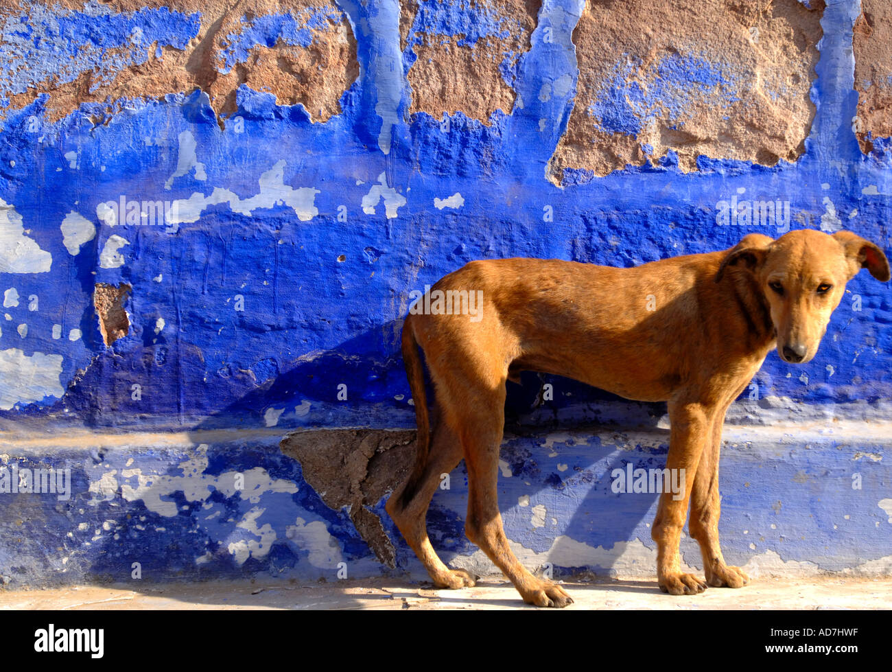 Perro india hi-res stock photography and images - Alamy