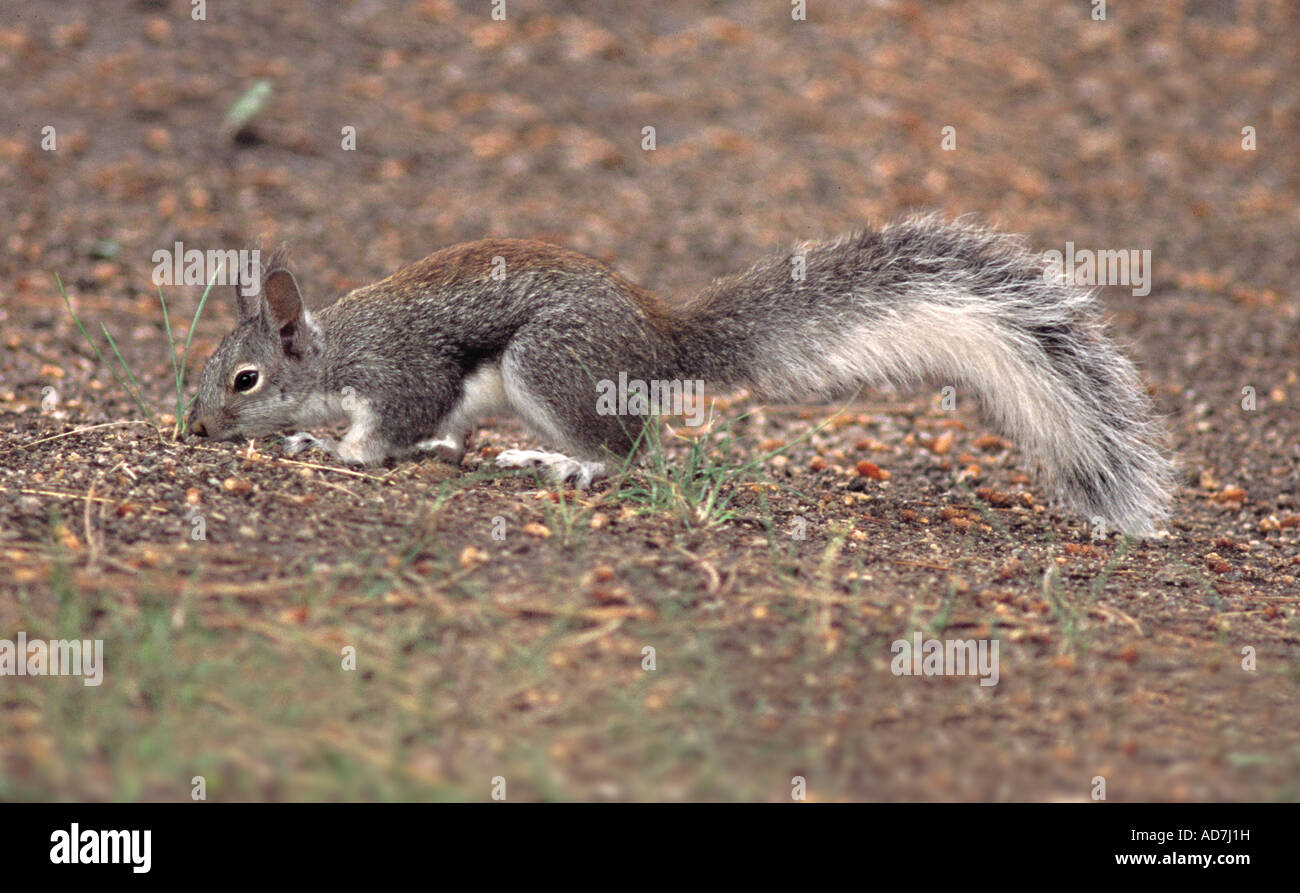 Abert's Squirrel Sciurus aberti Stock Photo