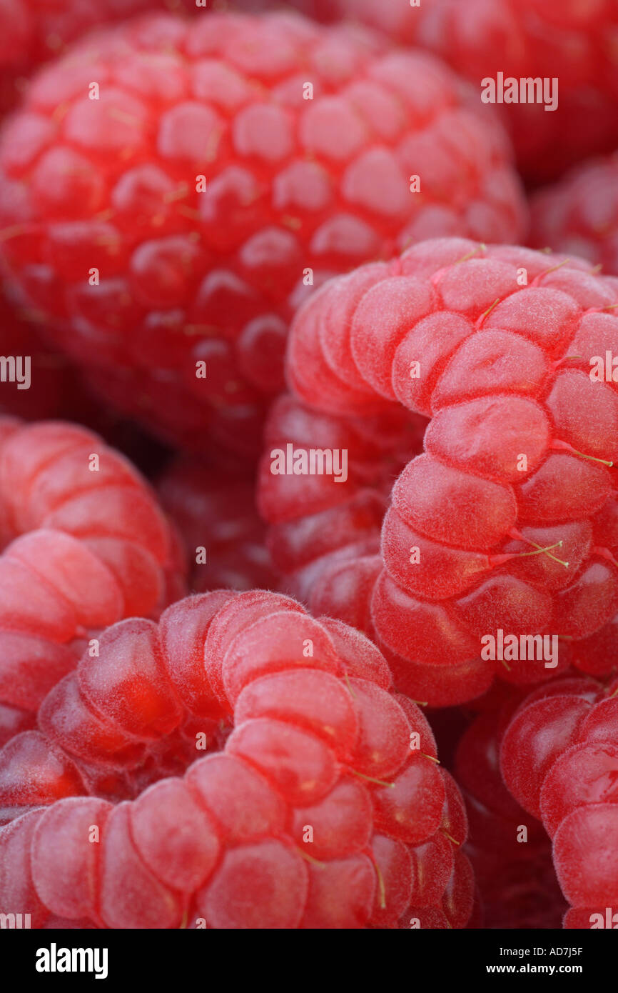 Raspberries close up filling frame Stock Photo