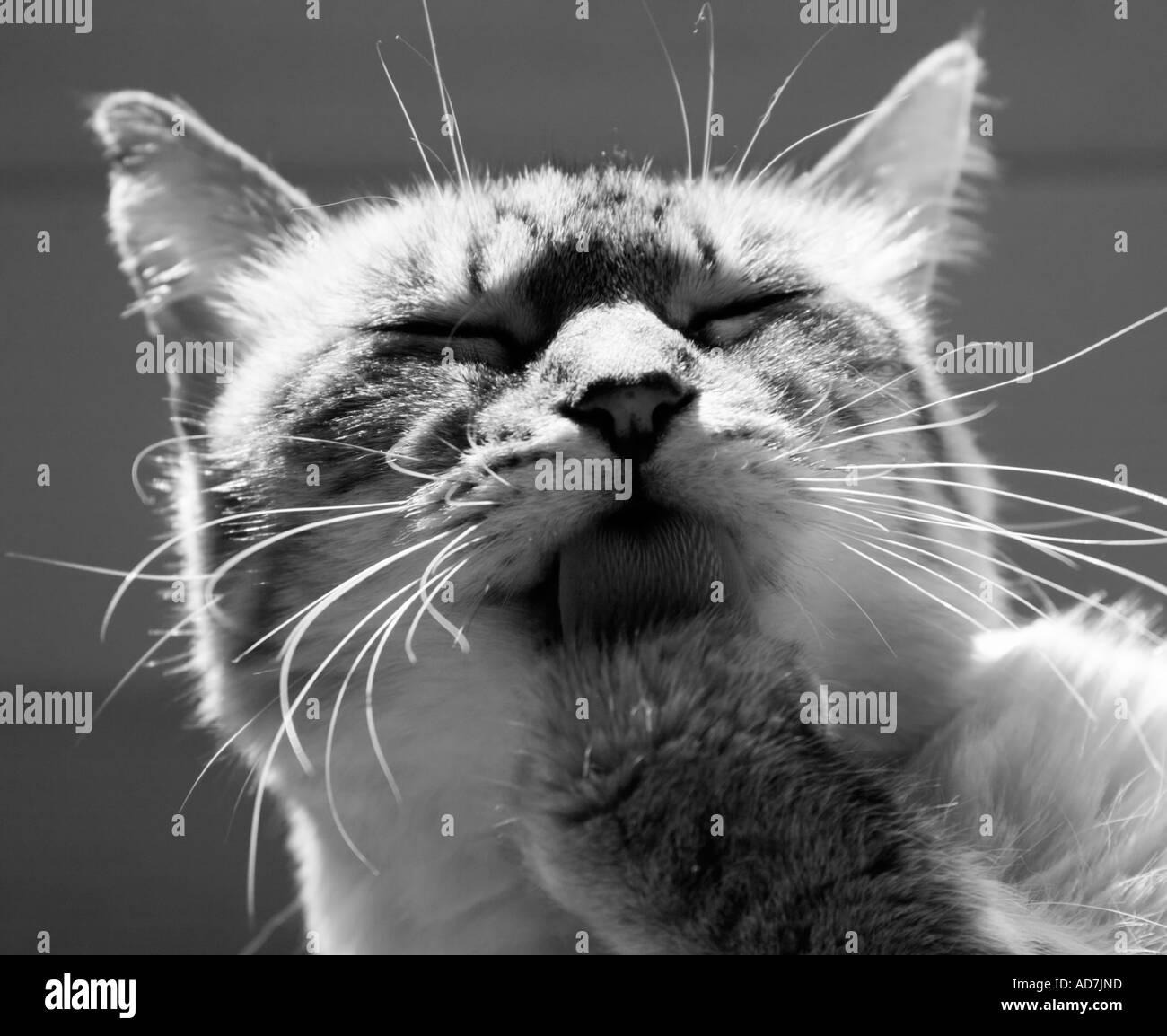 Cat licking paw Stock Photo Alamy