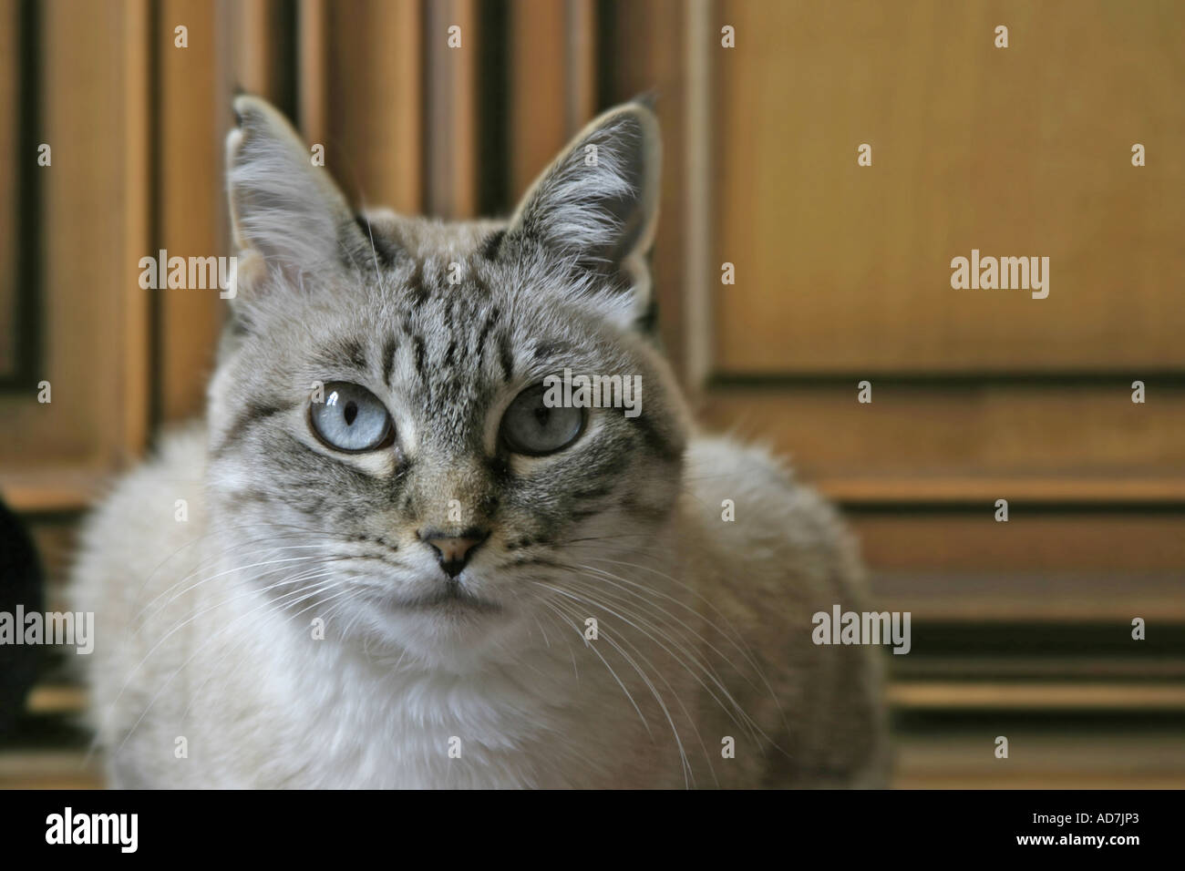 Cat indoors Stock Photo