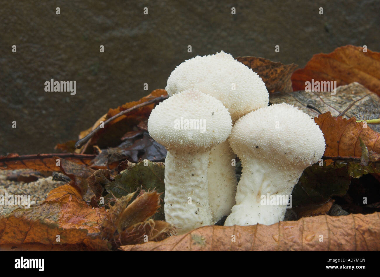 Lycoperdon perlatum Stock Photo Alamy
