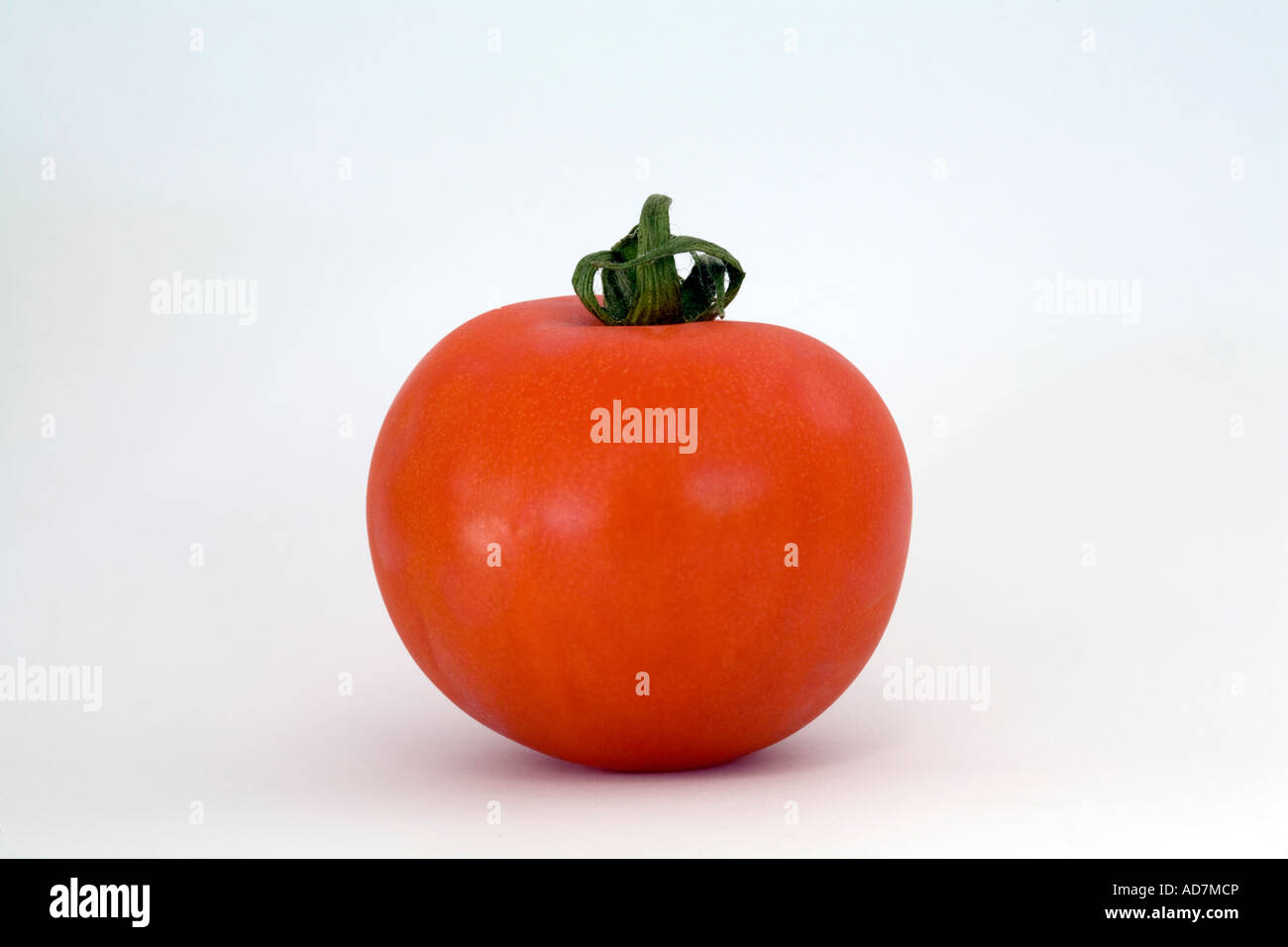 Single tomato on a white background Stock Photo - Alamy