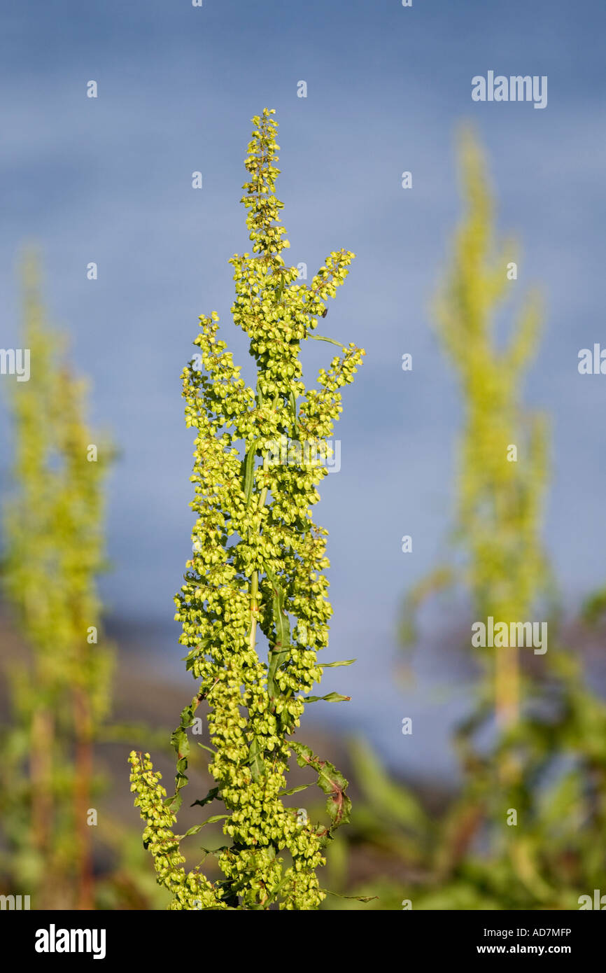 Dock (Polygonaceae) against pale blue background Stock Photo