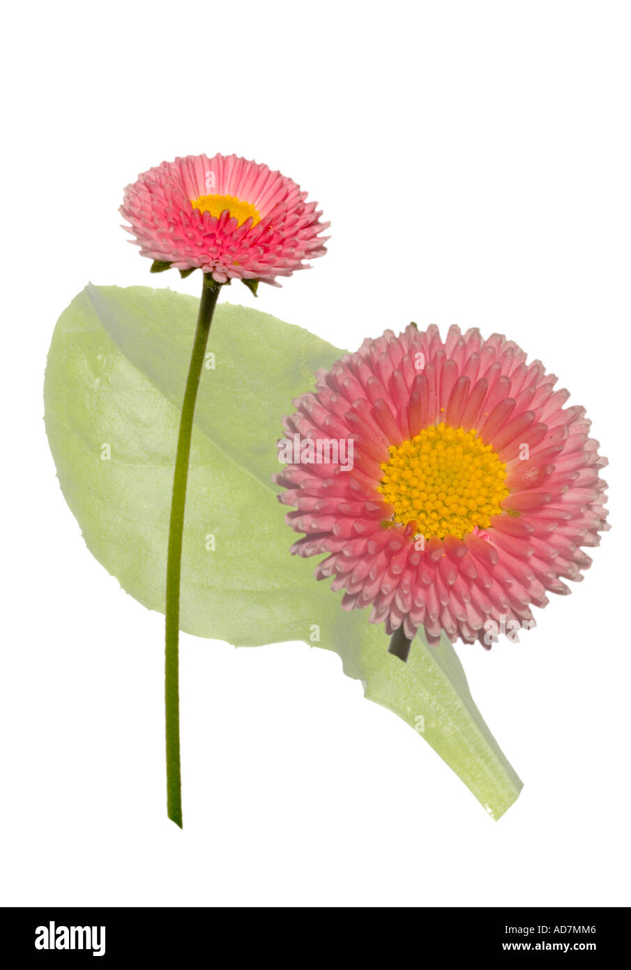 Bellis perennis, Pomponette. Whole flower macro flowerhead background leaf Surrey England JUne Stock Photo