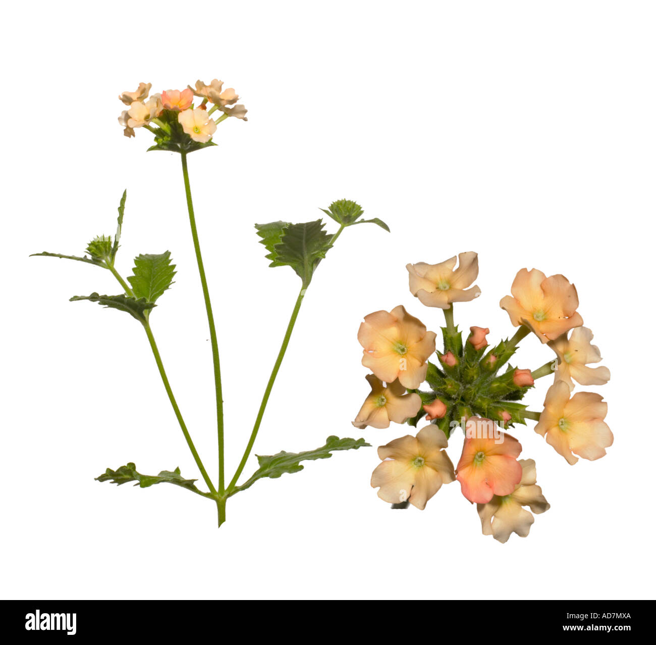 Verbenia hi res stock photography and images Alamy