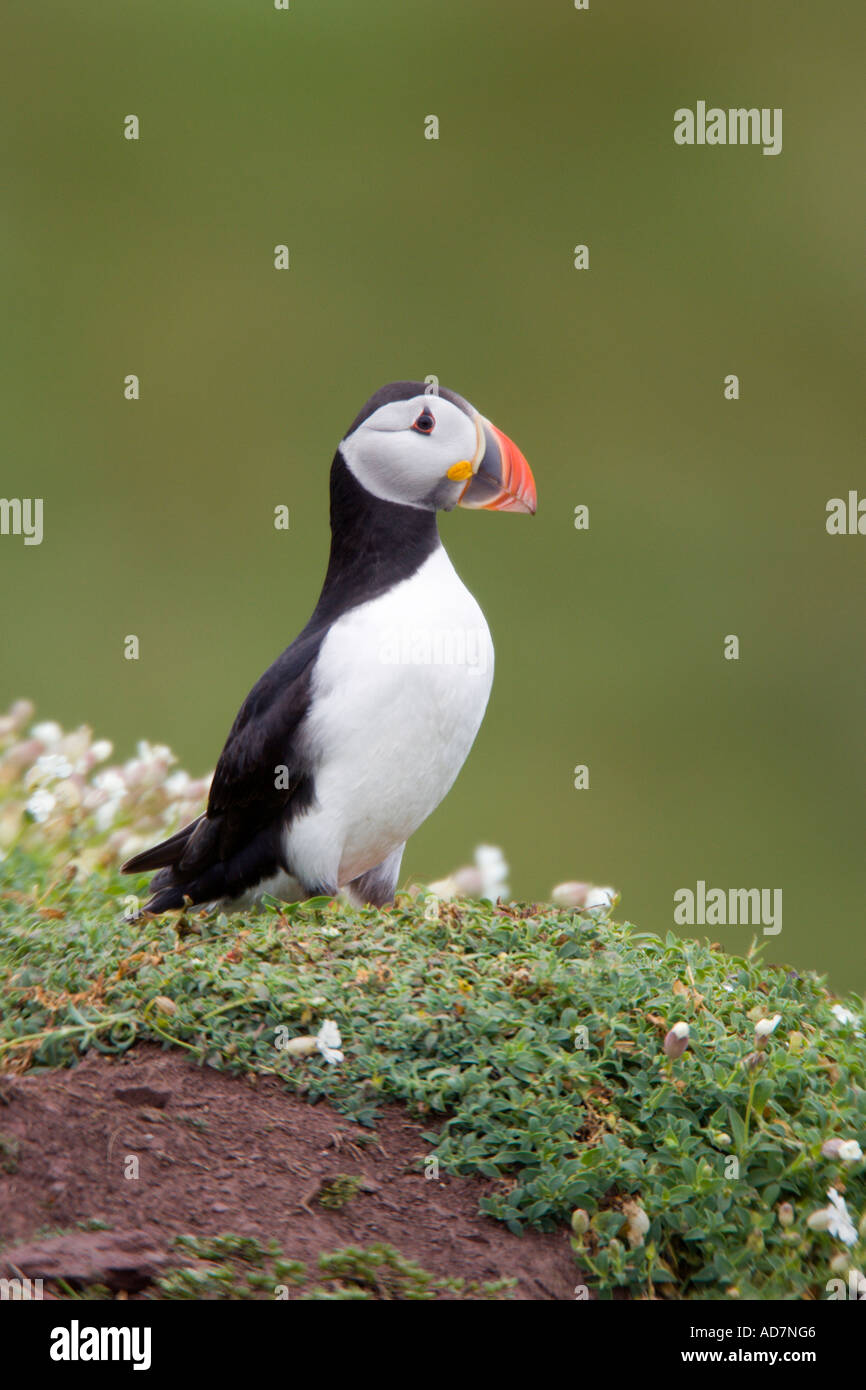 Puffin Fratercula arctica standing on bank looking alert with nice out of focus background skokholm island Stock Photo