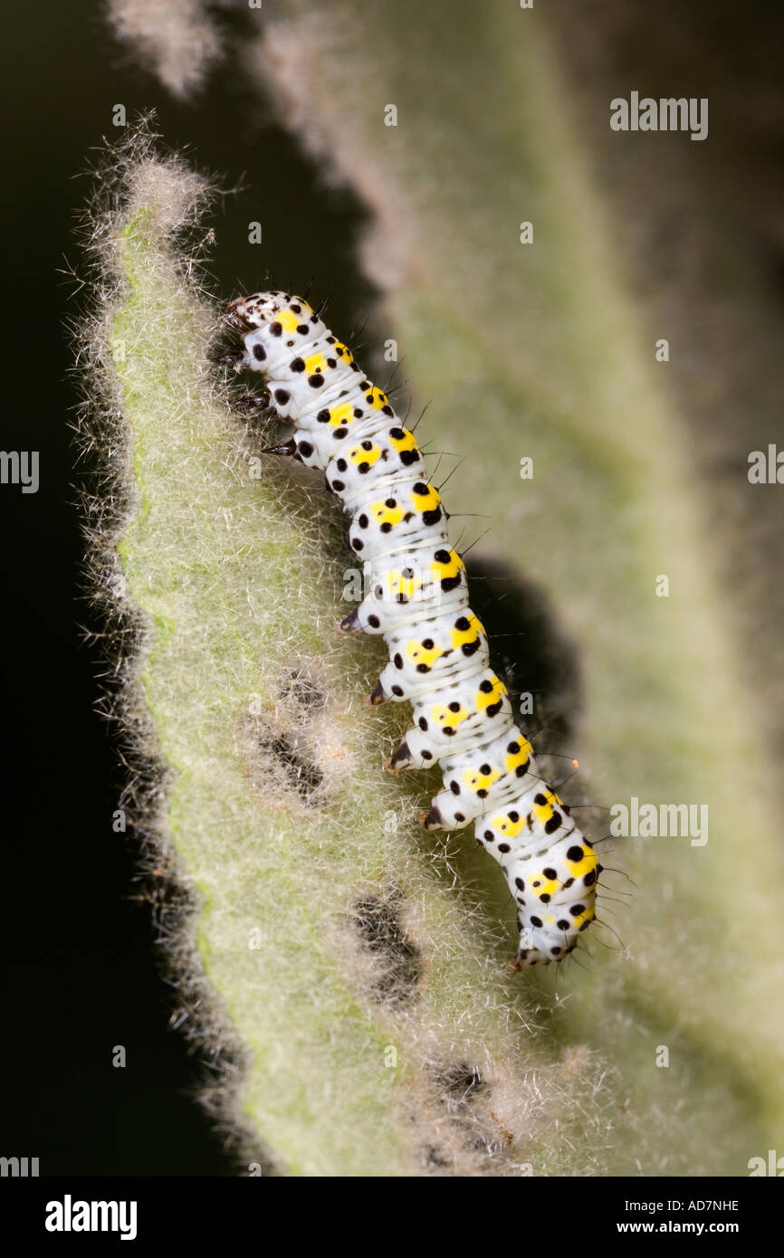 The Mullein Shargacucullia verbasci larvae feeding on Verbascum potton bedfordshire Stock Photo