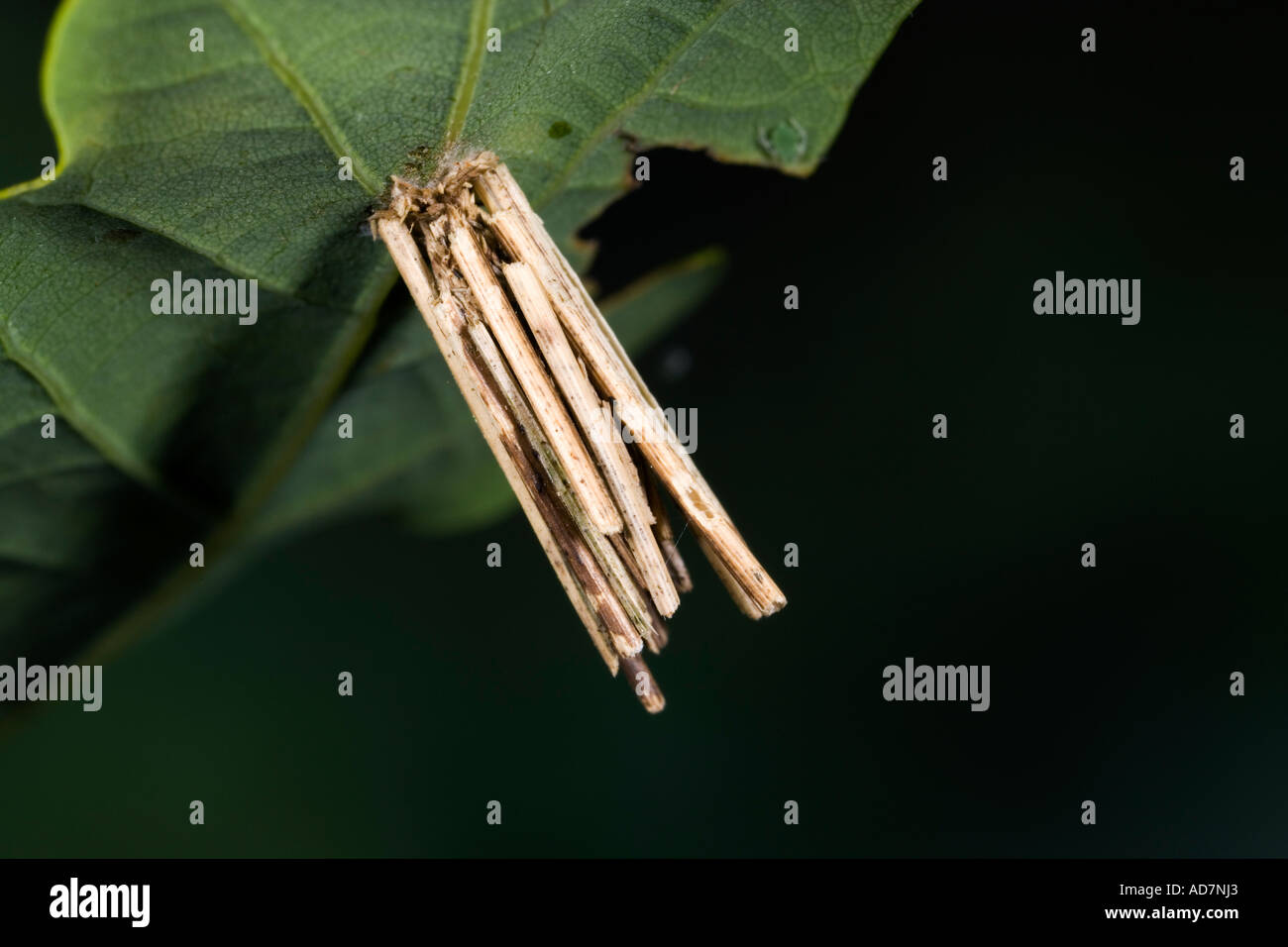 Psyche casta larval case on oak leaf with nice defuse background potton bedfordshire Stock Photo