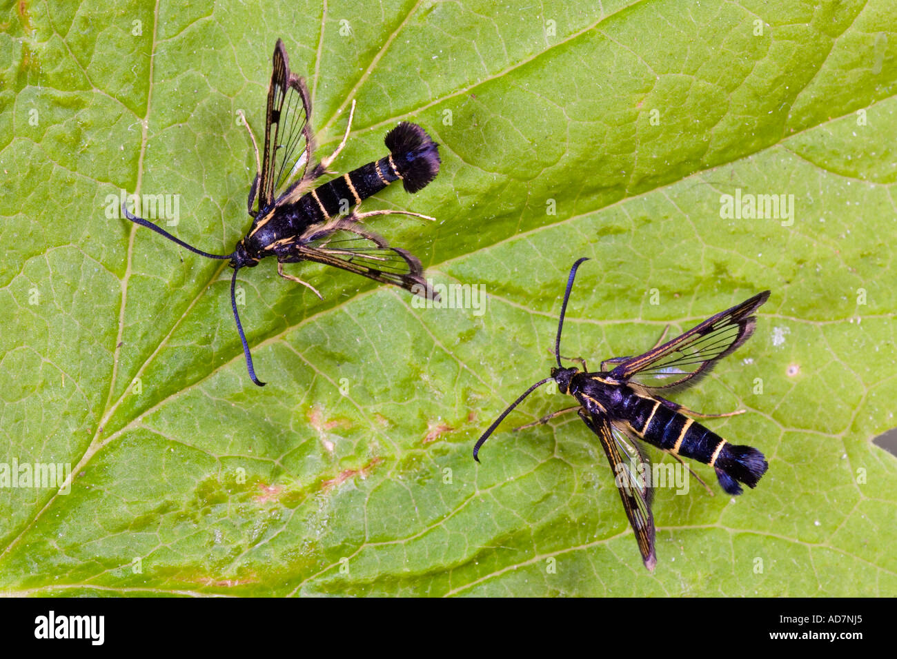 Currant Clearwings Synanthedon tipuliformis male and femail on current leaf Potton Bedfordshire Stock Photo