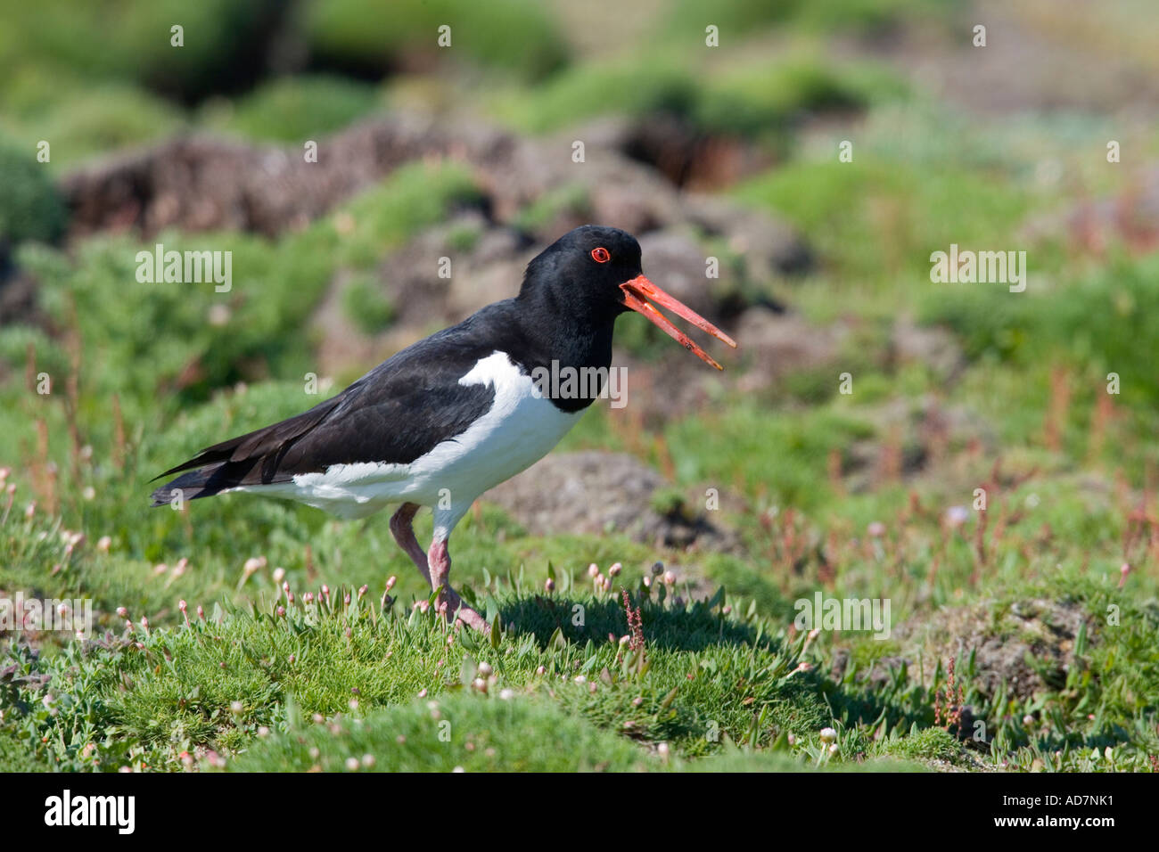 Oystercatcher Haematopus ostralegus with beak open calling on rough grass skokholm Stock Photo