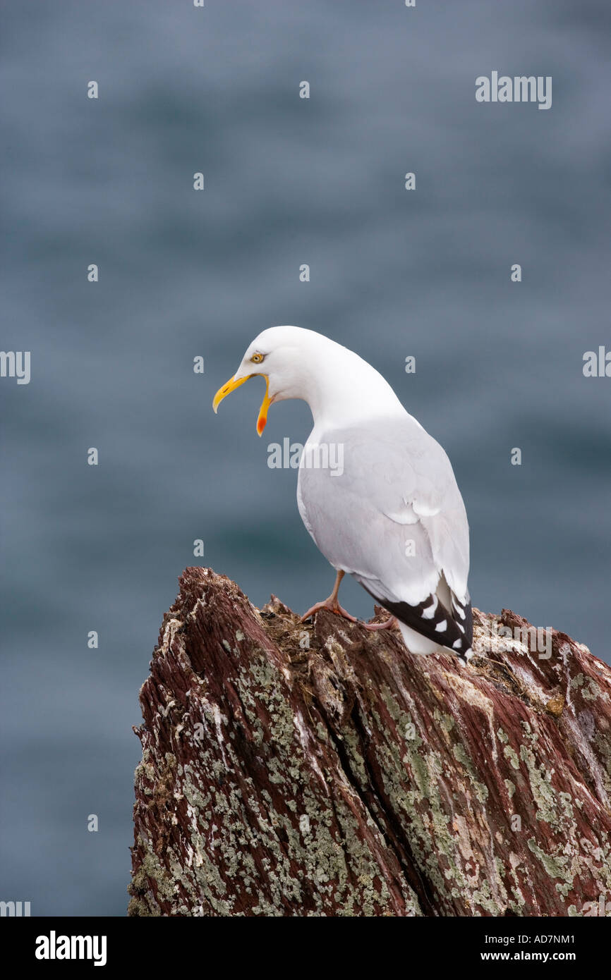Herring gull Larus argentatus sitting on rock with beack open calling looking down with sea in background skokholm Stock Photo
