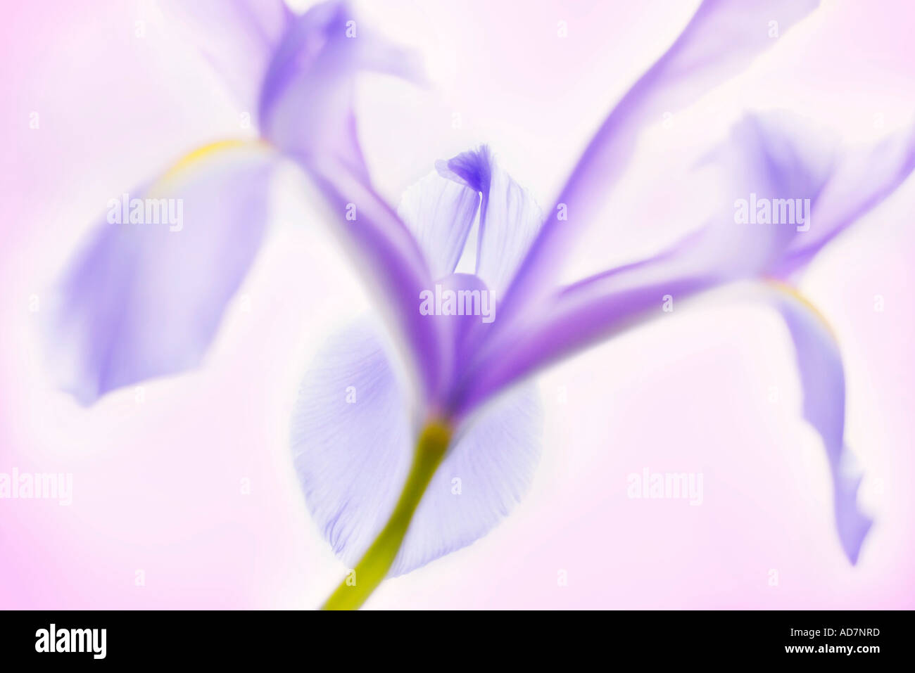 Ethereal Iris Stock Photo