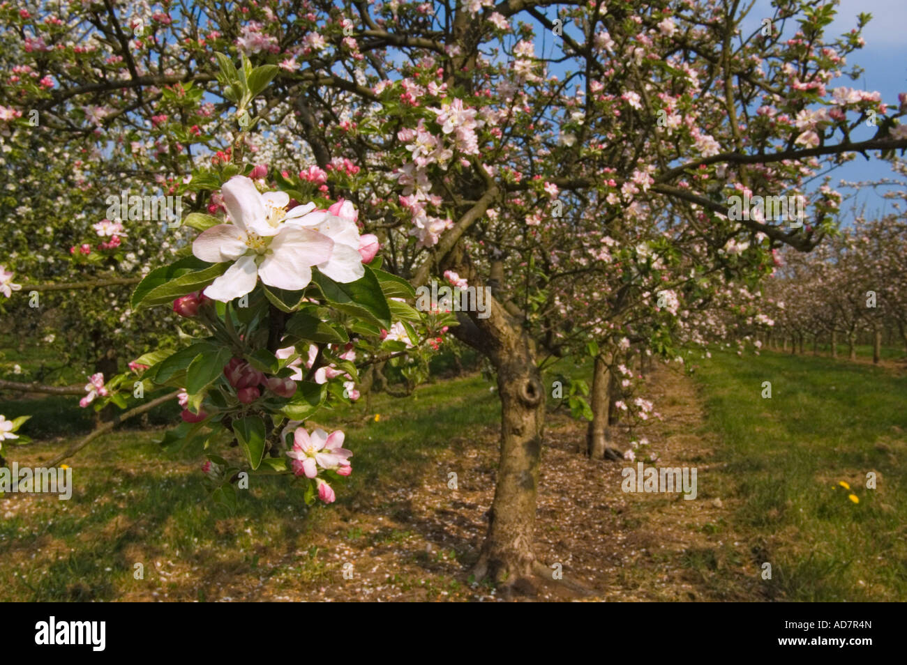 Spring blossom in Almondsbury cider apple orchard Avon England Stock Photo