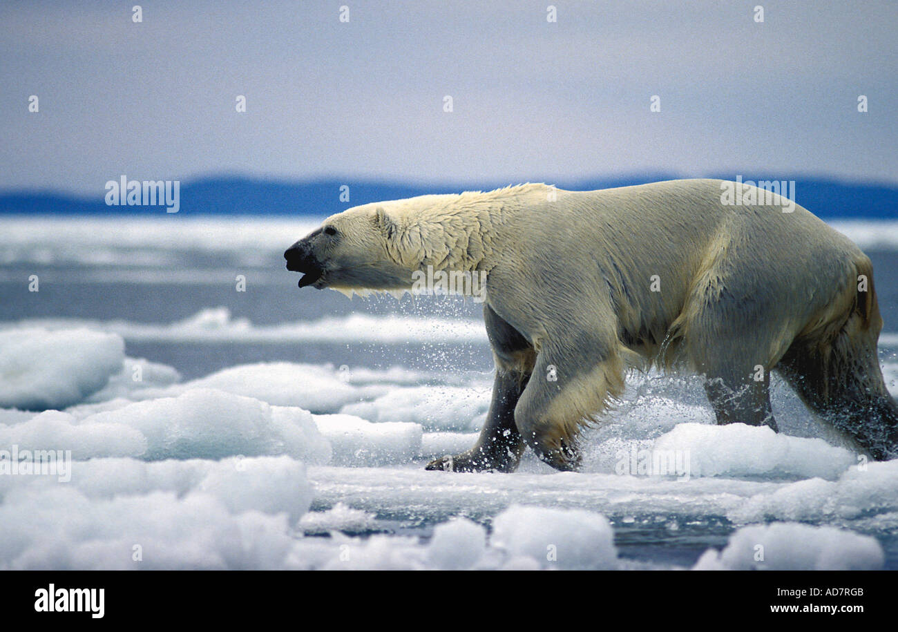 Polar bear running on ice Stock Photo