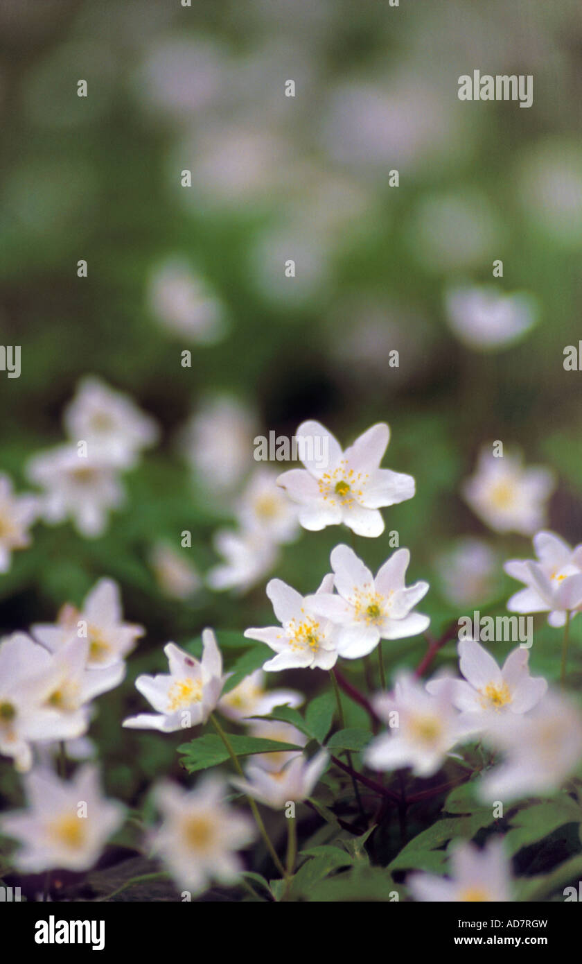 Anemone nemorosa ( wood anemone , windflower , European thimbleweed